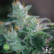 AlphaKronik Genes Seeds Sin City Kush 2